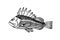 Spiny sea bass, commercial fish, marine predator, delicious food, for fishing emblem, logo