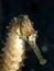 Spiny seahorse, Hippocampus histrix. Lembeh, Indonesia