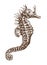Spiny seahorse hippocampus histrix in side view