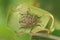 Spiny shieldbug (Picromerus bidens) on green leaf in the garden