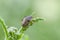 Spiny shieldbug sitting on grass in field