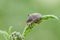 Spiny shieldbug sitting on grass in field