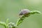 Spiny shieldbug sitting on grass in field