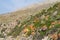 Spiny shrubs on slope of Greek mountain