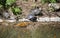 Spiny Soft-Shell Turtle and Painted Turtle