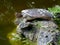 Spiny softshell turtle