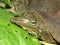 Spiny Softshell Turtle (Apalone spinifera)