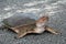 Spiny Softshell Turtle Crossing a Road