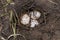 Spiny Softshell turtle eggs
