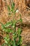 Spiny Sow Thistle Sonchus asper plant growing in Texas