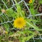 Spiny Sowthistle - Sonchus Asper