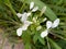 Spiny spiderflower