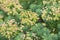 Spiny spurge Euphorbia lathyris, some flowering plants