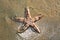 Spiny starfish (Marthasterias glacialis), starfish with a small central disc and five slender, tapering arms with spines