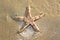 Spiny starfish (Marthasterias glacialis), starfish with a small central disc and five slender, tapering arms with spines