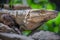 Spiny Tailed Iguana close-up at sunny day in Cancun, Mexican Caribbean