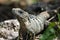 Spiny-tailed Iguana in Cozumel