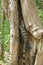 Spiny Tailed Iguana Hiding in a Tree Trunk