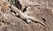 Spiny tailed Iguana, Oplurus cyclurus