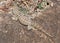 Spiny tailed Iguana, Oplurus cyclurus