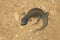 Spiny Tailed Lizard, close view, Jaisalmer, Rajasthan, India