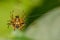 Spiny tailed orb weaver spider