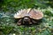 Spiny turtle Heosemys spinosa  on the rock with green moss