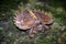 Spiny turtle Heosemys spinosa  on the rock with green moss