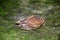 Spiny turtle Heosemys spinosa  on the rock with green moss