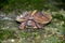 Spiny turtle Heosemys spinosa  on the rock with green moss