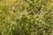 Spiny Wild Flower Wooly Thistle Cirsium Eriophorum