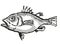 Spinycheek Seabass Australian Fish Cartoon Retro Drawing