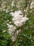Spiraea alba meadowsweet flower bunch