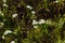 Spiraea alpine spring flower - white flowering shrub