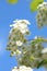 Spiraea Astilbe white blossom in a garden