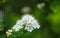Spiraea cantoniensis, also known as Reeve`s spiraea, Bridalwreath spirea, Meadowsweet, May Bush plants in a spring park