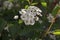 Spiraea cantoniensis in bloom