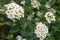 Spiraea cantoniensis in bloom, white flowers