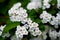 Spiraea cantoniensis, the Reeve\\\'s spiraea, bridalwreath spirea,