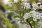 Spiraea cinerea in bloom, Gray Grefsheim shrub with white flowers in magic morning light, dew on flowers