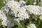 Spiraea cinerea, Gray Grefsheim, white flowers