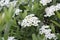 Spiraea cinerea, Gray Grefsheim, white flowers