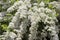 Spiraea cinerea Grefsheim deciduous ornamental shrub of the Rosaceae family, branches with a lot of small white flowers, close-up