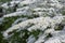 Spiraea cinerea white flowering plant branches, Gray Grefsheim beautiful ornamental springtime flowers in bloom