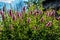 Spiraea douglasii flower blooming, known as hardhack steeplebush and rose spirea