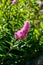 Spiraea douglasii flower blooming, known as hardhack steeplebush and rose spirea
