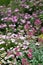 Spiraea japonica Anthony Waterer in a dooryard