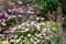 Spiraea japonica Anthony Waterer in a dooryard