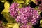 Spiraea japonica `Goldflame`, Goldflame Japanese Spirea