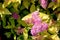 Spiraea japonica `Goldflame`, Goldflame Japanese Spirea